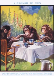 A Chimpanzee Tea Party, illustrasjon fra 